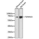 Western Blot - Anti-Tetraspanin-33 Antibody (A14630) - Antibodies.com