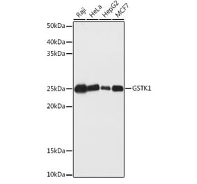 Western Blot - Anti-GSTK1 Antibody (A14631) - Antibodies.com