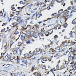 Immunohistochemistry - Anti-GSTK1 Antibody (A14631) - Antibodies.com