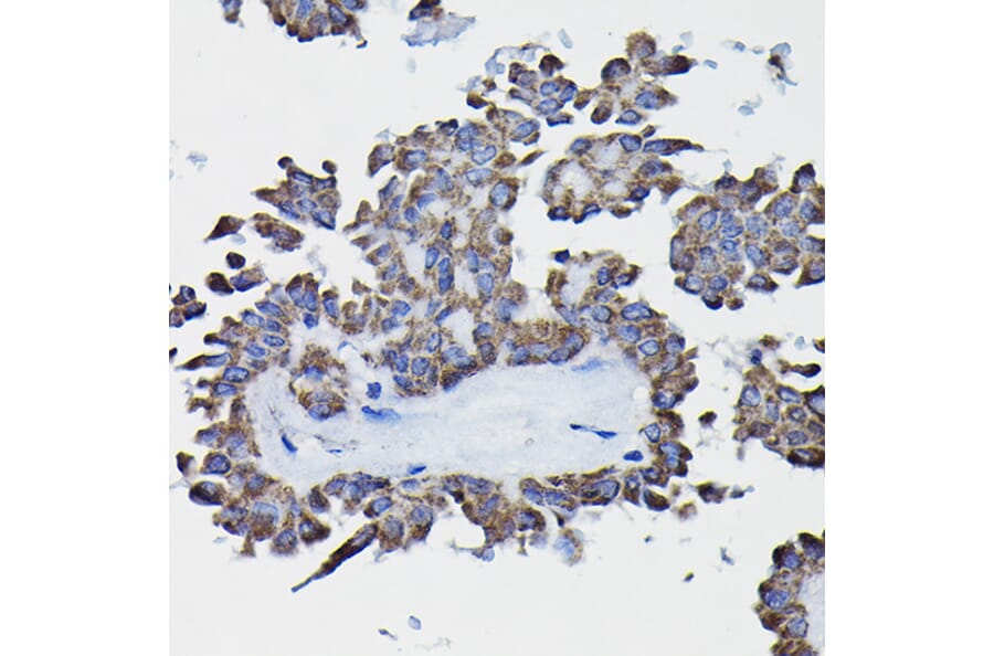 Immunohistochemistry - Anti-GSTK1 Antibody (A14631) - Antibodies.com