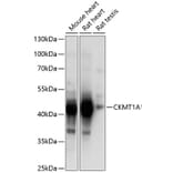 Western Blot - Anti-CKMT1A Antibody (A14632) - Antibodies.com