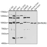 Western Blot - Anti-PIK3R2 Antibody (A5241) - Antibodies.com