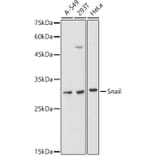 Western Blot - Anti-SNAIL Antibody (A14634) - Antibodies.com