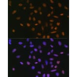 Immunofluorescence - Anti-SNAIL Antibody (A14634) - Antibodies.com