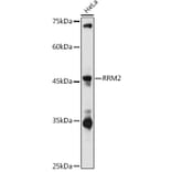 Western Blot - Anti-RRM2 Antibody (A14635) - Antibodies.com