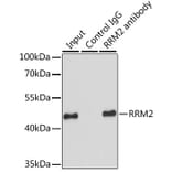 Western Blot - Anti-RRM2 Antibody (A14635) - Antibodies.com
