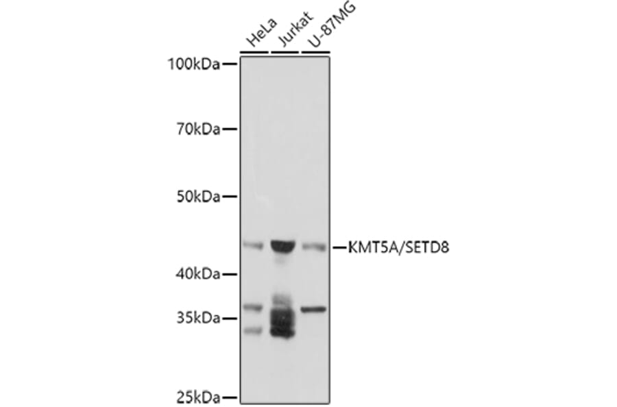Western Blot - Anti-KMT5A/SETD8/Pr-SET7 Antibody (A14636) - Antibodies.com