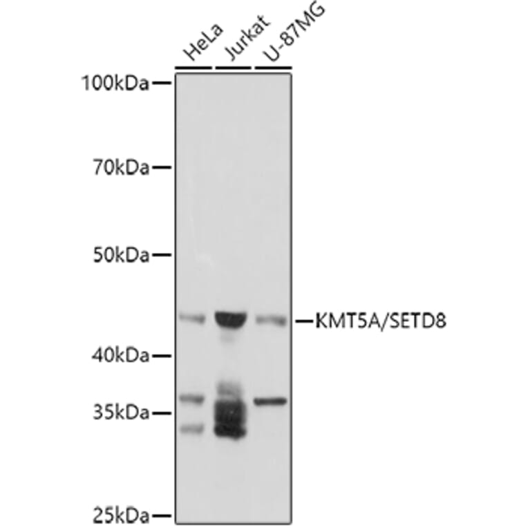 Western Blot - Anti-KMT5A/SETD8/Pr-SET7 Antibody (A14636) - Antibodies.com