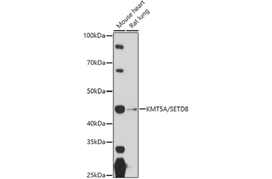 Western Blot - Anti-KMT5A/SETD8/Pr-SET7 Antibody (A14636) - Antibodies.com