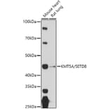 Western Blot - Anti-KMT5A/SETD8/Pr-SET7 Antibody (A14636) - Antibodies.com