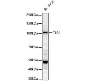 Western Blot - Anti-TLR4 Antibody (A14637) - Antibodies.com
