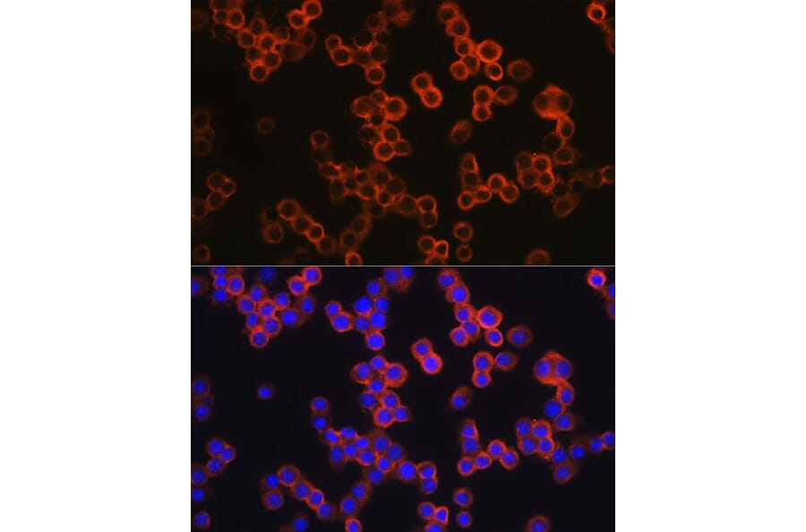 Immunofluorescence - Anti-TLR4 Antibody (A14637) - Antibodies.com