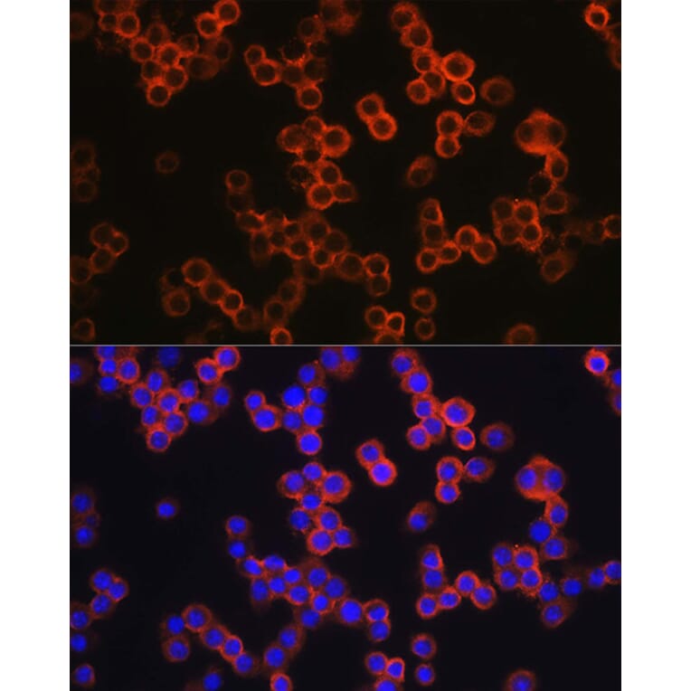 Immunofluorescence - Anti-TLR4 Antibody (A14637) - Antibodies.com