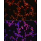 Immunofluorescence - Anti-TLR4 Antibody (A14637) - Antibodies.com