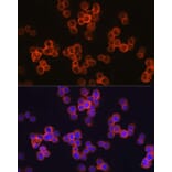 Immunofluorescence - Anti-TLR4 Antibody (A14637) - Antibodies.com