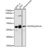 Western Blot - Anti-nmt55/p54nrb Antibody (A14639) - Antibodies.com