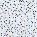 Immunohistochemistry - Anti-nmt55/p54nrb Antibody (A14639) - Antibodies.com