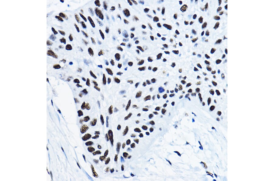 Immunohistochemistry - Anti-nmt55/p54nrb Antibody (A14639) - Antibodies.com