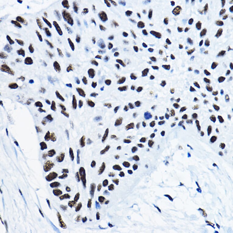 Immunohistochemistry - Anti-nmt55/p54nrb Antibody (A14639) - Antibodies.com