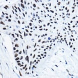 Immunohistochemistry - Anti-nmt55/p54nrb Antibody (A14639) - Antibodies.com