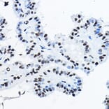 Immunohistochemistry - Anti-nmt55/p54nrb Antibody (A14639) - Antibodies.com