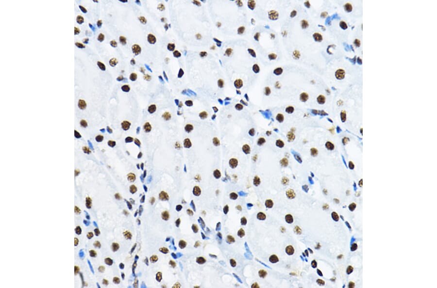 Immunohistochemistry - Anti-nmt55/p54nrb Antibody (A14639) - Antibodies.com