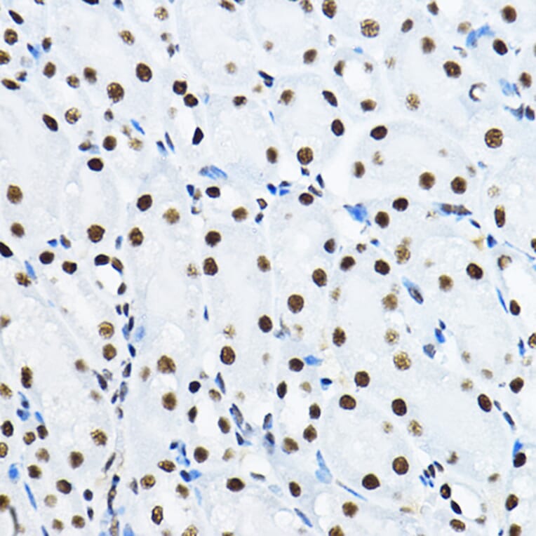 Immunohistochemistry - Anti-nmt55/p54nrb Antibody (A14639) - Antibodies.com