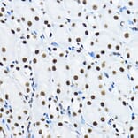 Immunohistochemistry - Anti-nmt55/p54nrb Antibody (A14639) - Antibodies.com