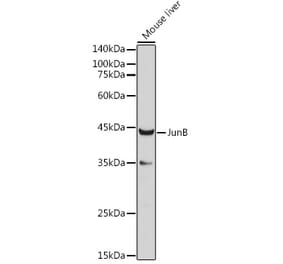 Western Blot - Anti-JunB Antibody (A14640) - Antibodies.com