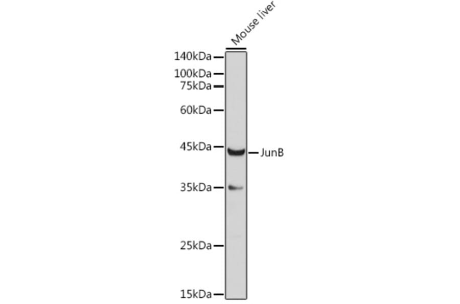 Western Blot - Anti-JunB Antibody (A14640) - Antibodies.com