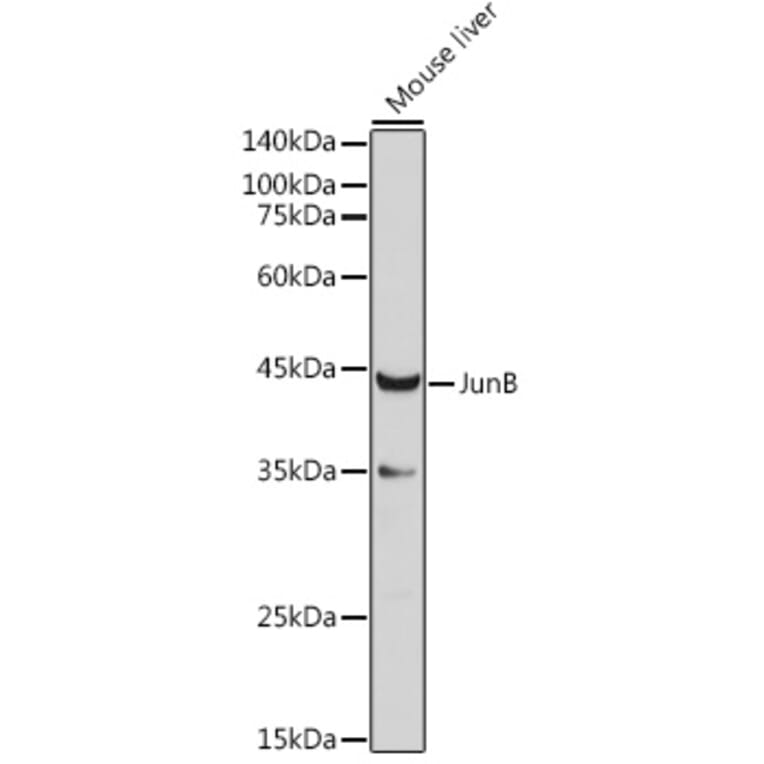 Western Blot - Anti-JunB Antibody (A14640) - Antibodies.com