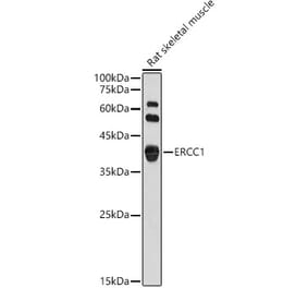 Western Blot - Anti-ERCC1 Antibody (A14641) - Antibodies.com