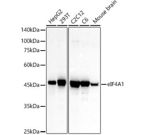 Western Blot - Anti-eIF4A1 Antibody (A14643) - Antibodies.com