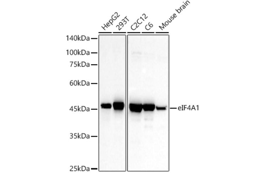 Western Blot - Anti-eIF4A1 Antibody (A14643) - Antibodies.com