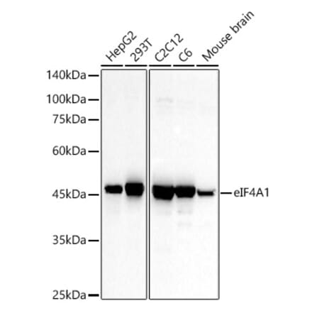 Western Blot - Anti-eIF4A1 Antibody (A14643) - Antibodies.com