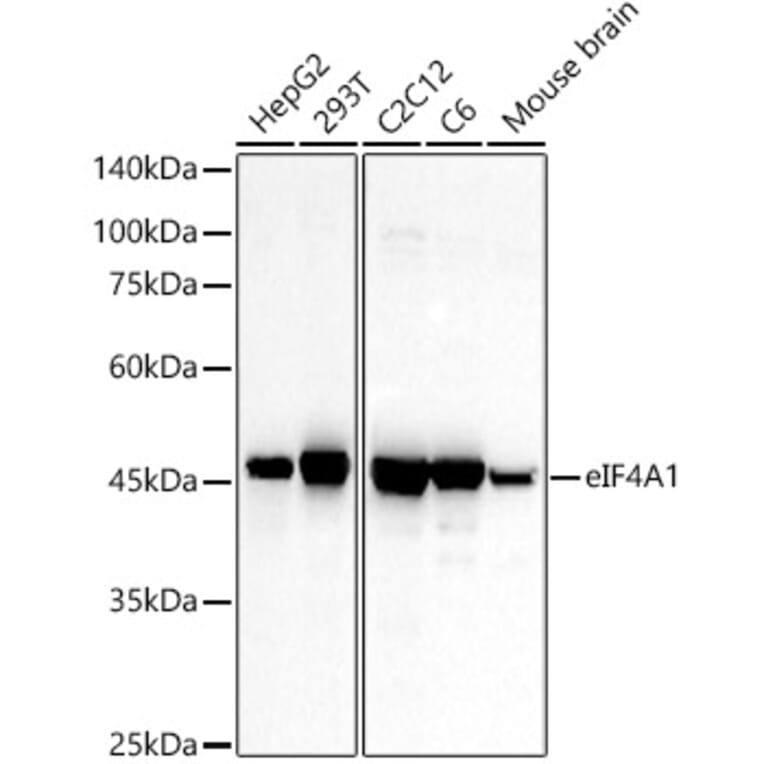 Western Blot - Anti-eIF4A1 Antibody (A14643) - Antibodies.com