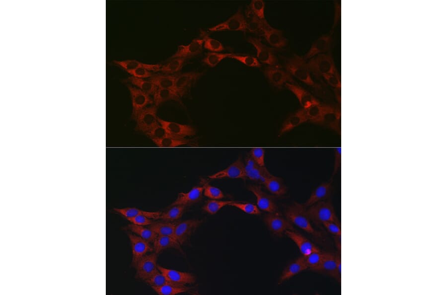 Immunofluorescence - Anti-eIF4A1 Antibody (A14643) - Antibodies.com