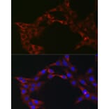 Immunofluorescence - Anti-eIF4A1 Antibody (A14643) - Antibodies.com