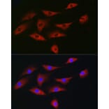 Immunofluorescence - Anti-eIF4A1 Antibody (A14643) - Antibodies.com