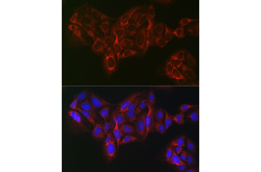 Immunofluorescence - Anti-eIF4A1 Antibody (A14643) - Antibodies.com