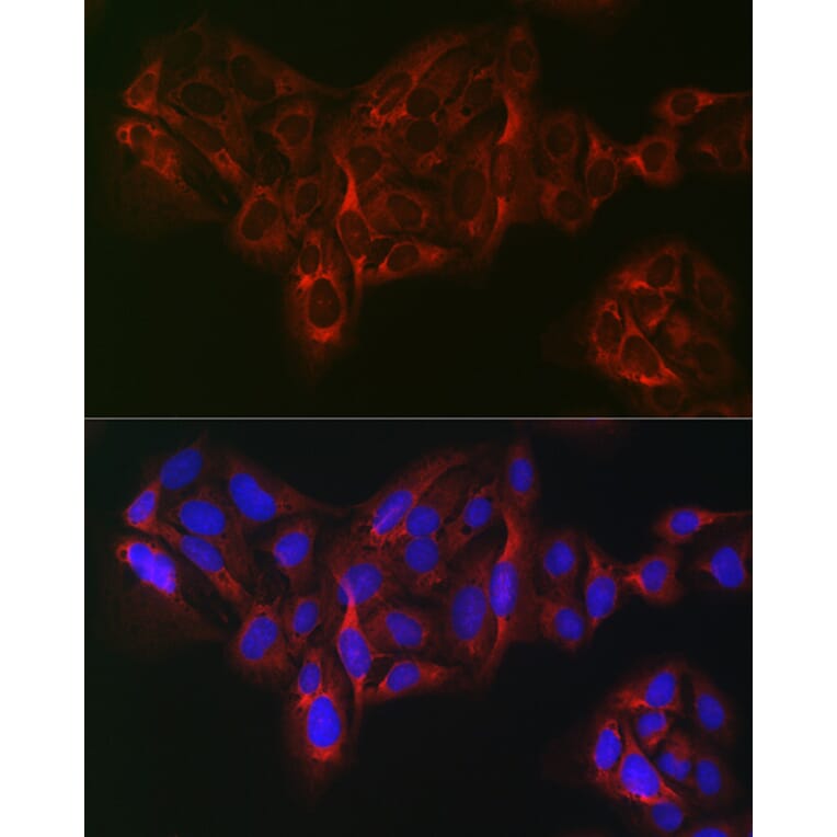 Immunofluorescence - Anti-eIF4A1 Antibody (A14643) - Antibodies.com