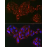 Immunofluorescence - Anti-eIF4A1 Antibody (A14643) - Antibodies.com