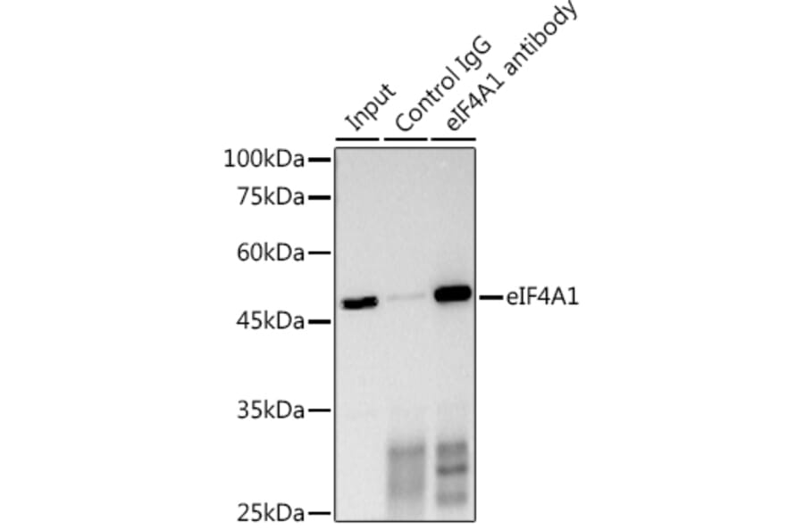 Western Blot - Anti-eIF4A1 Antibody (A14643) - Antibodies.com