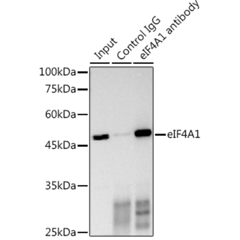 Western Blot - Anti-eIF4A1 Antibody (A14643) - Antibodies.com