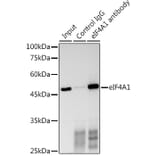 Western Blot - Anti-eIF4A1 Antibody (A14643) - Antibodies.com