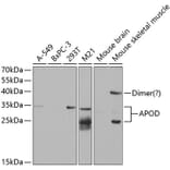 Western Blot - Anti-Apo-D Antibody (A14646) - Antibodies.com