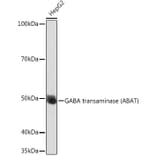 Western Blot - Anti-ABAT/GABA-T Antibody (A14647) - Antibodies.com