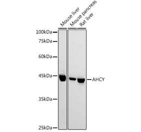 Western Blot - Anti-SAHH Antibody (A14648) - Antibodies.com