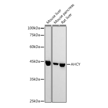 Western Blot - Anti-SAHH Antibody (A14648) - Antibodies.com