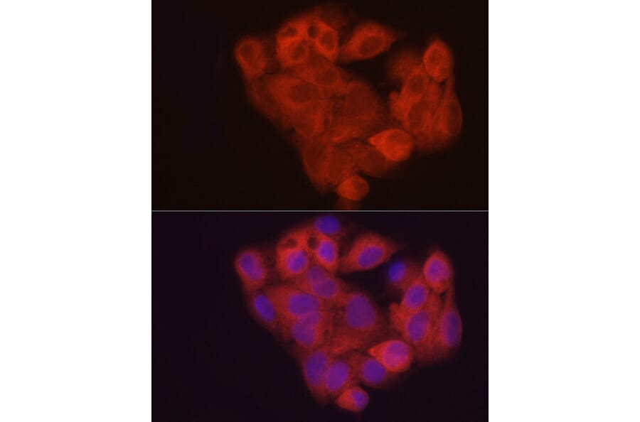 Immunofluorescence - Anti-SAHH Antibody (A14648) - Antibodies.com